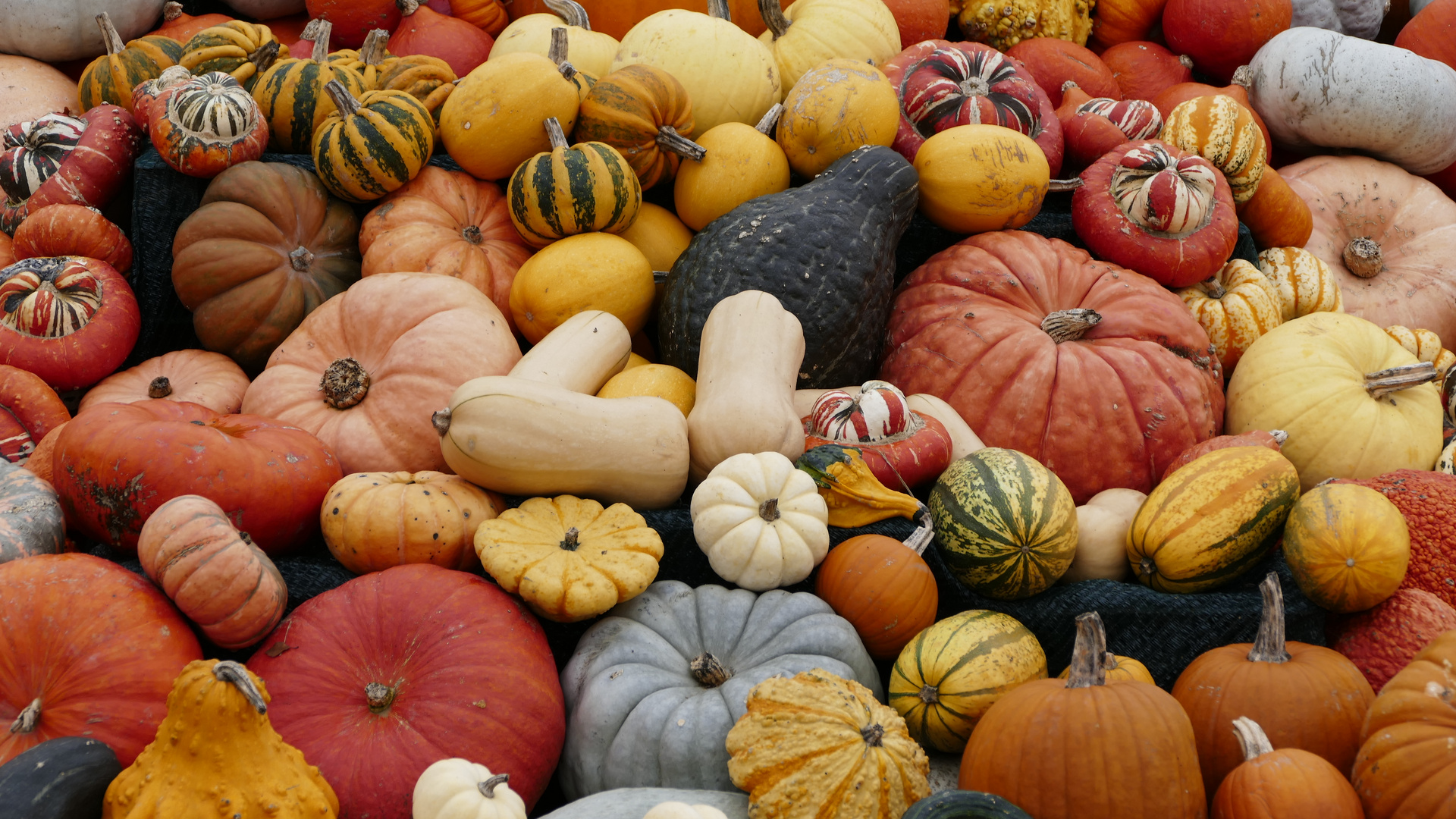 Herbst - Kürbisparade