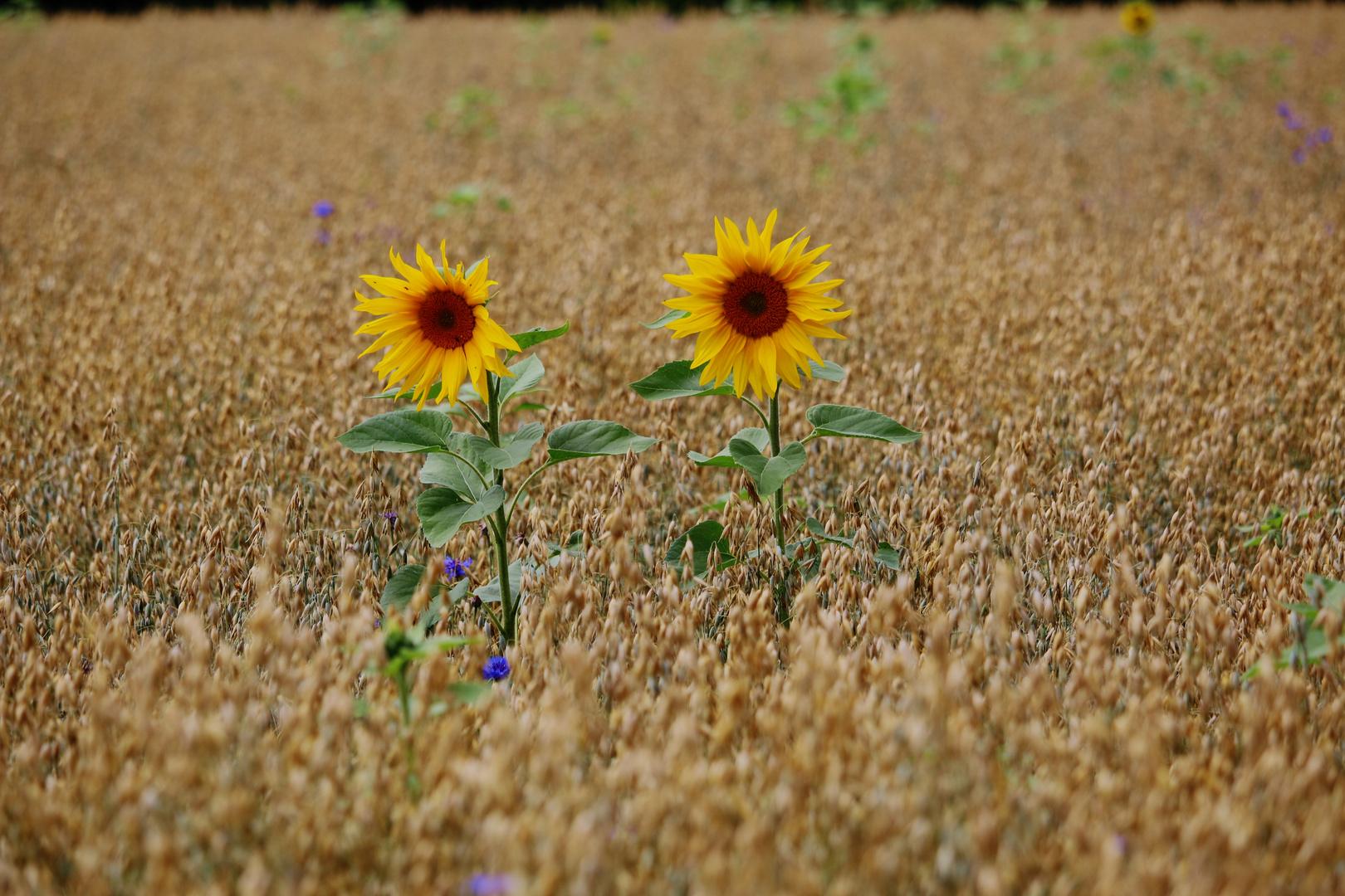 HERBST küsst SOMMER?