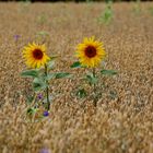 HERBST küsst SOMMER?