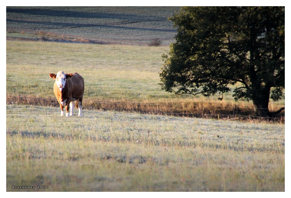 Herbst-Kuh 2011