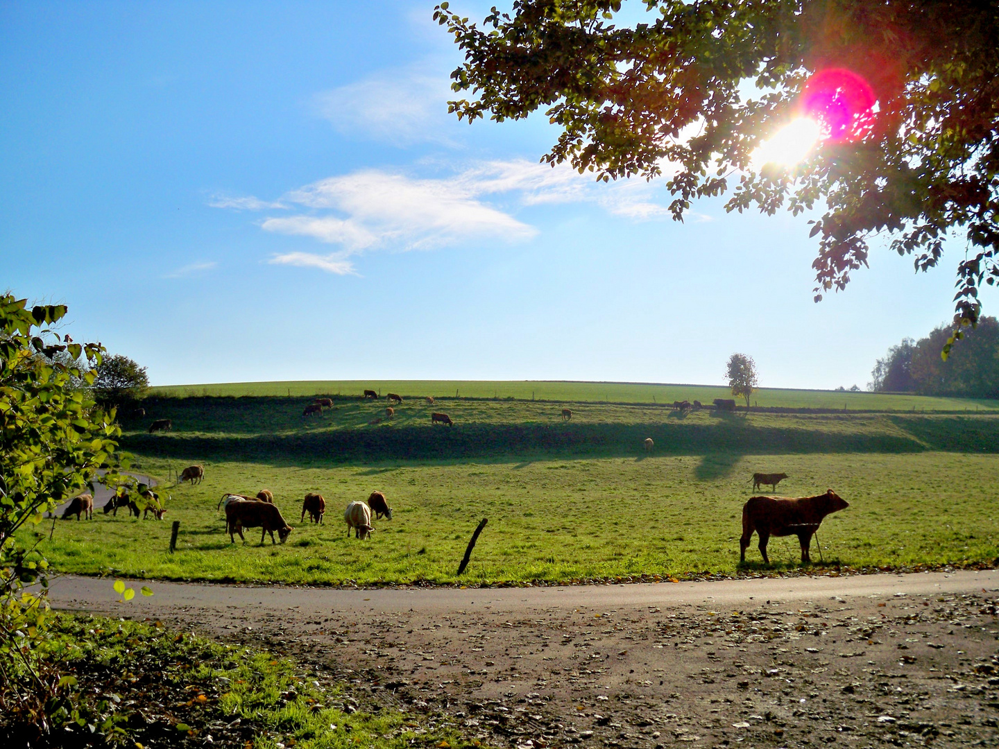 Herbst-Kuhltur