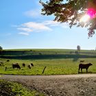 Herbst-Kuhltur