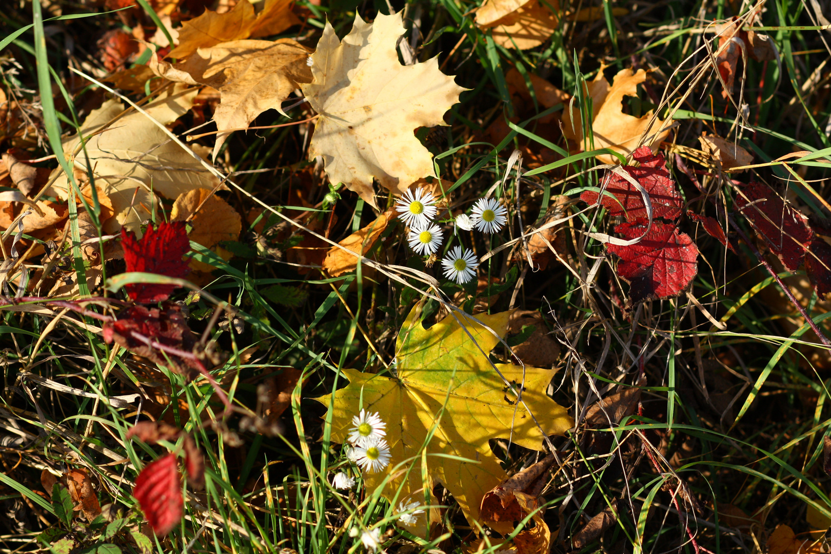 Herbst , Kursk