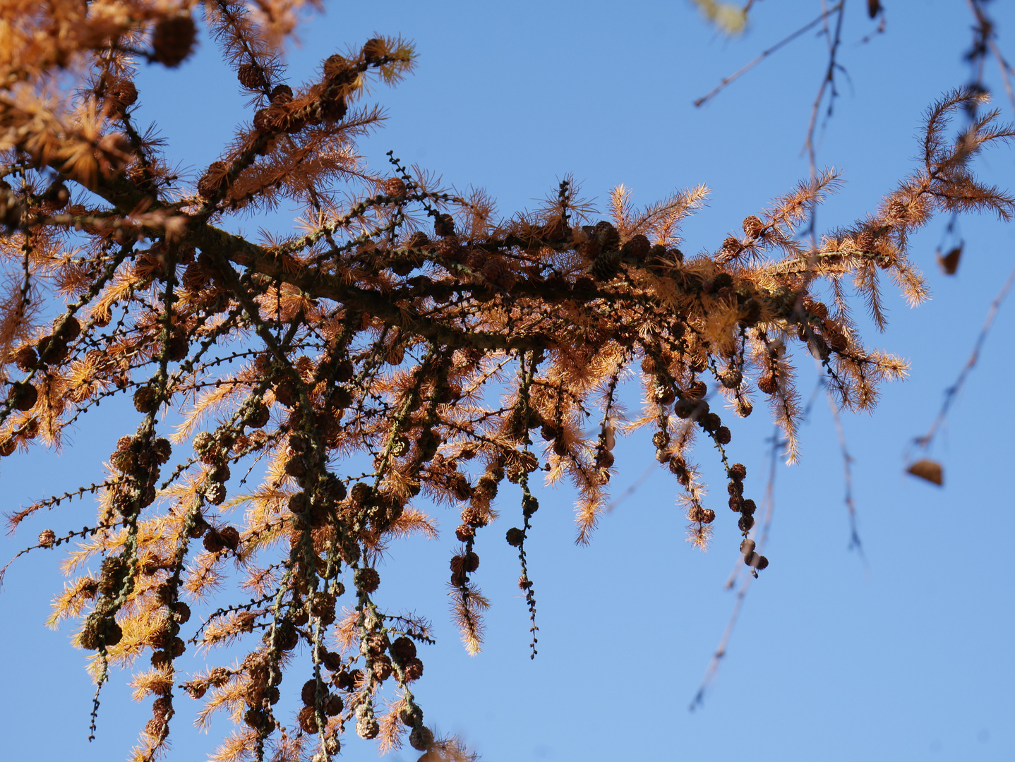 Herbst Lärche