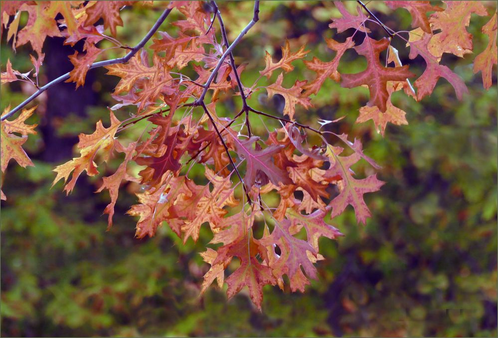 Herbst lässt dich grüßen!