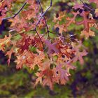 Herbst lässt dich grüßen!