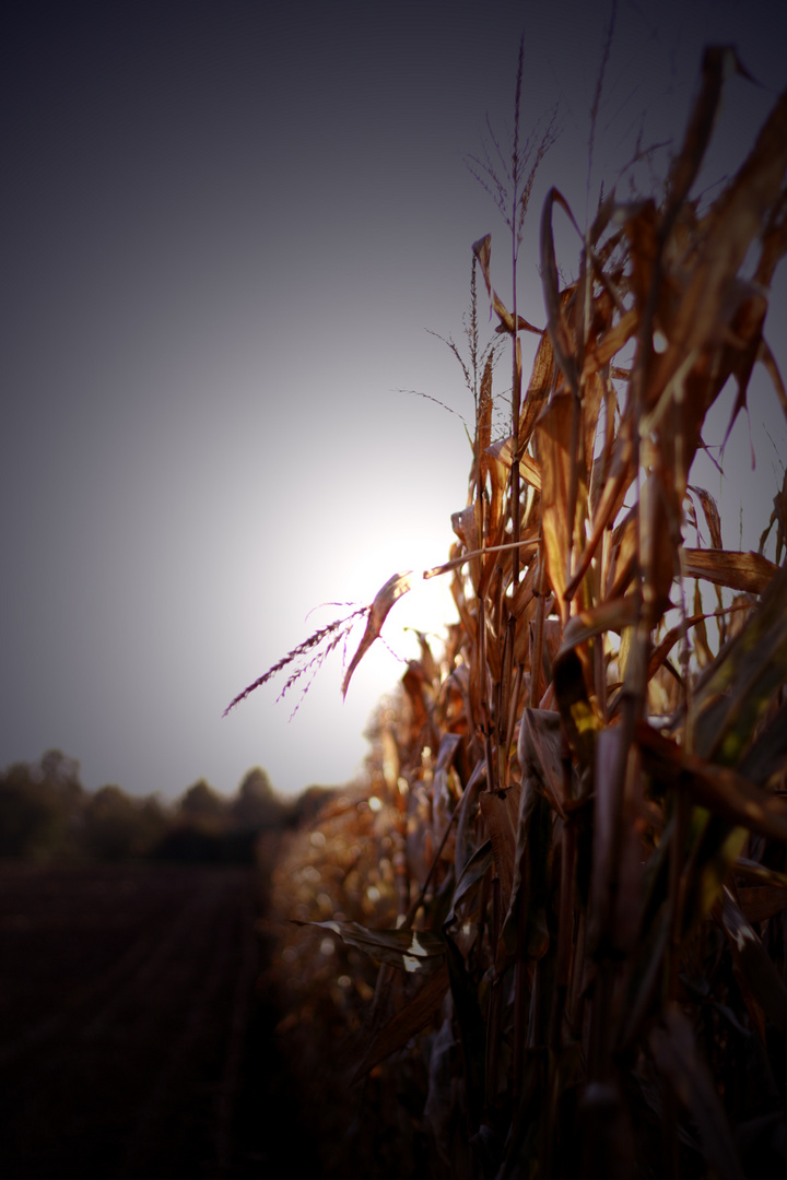 - Herbst läßt grüßen 01 -