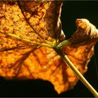 Herbst lässt grüßen - im Sommer