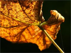 Herbst lässt grüßen - im Sommer