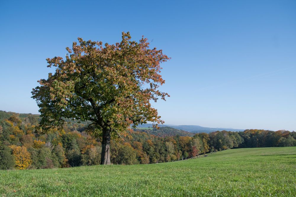 Herbst-Landschaft