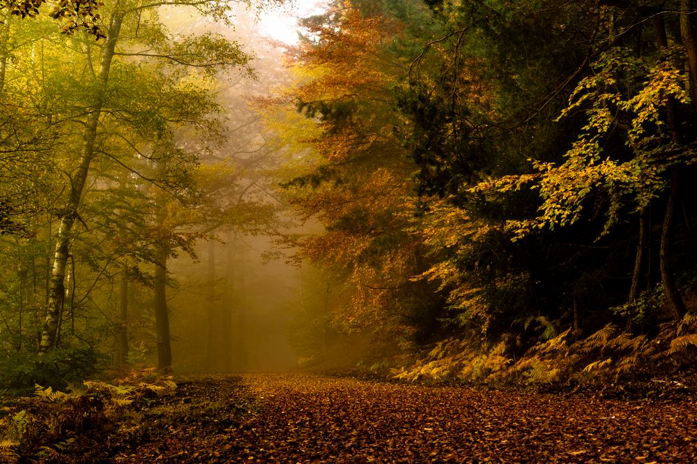 Herbst landschaft