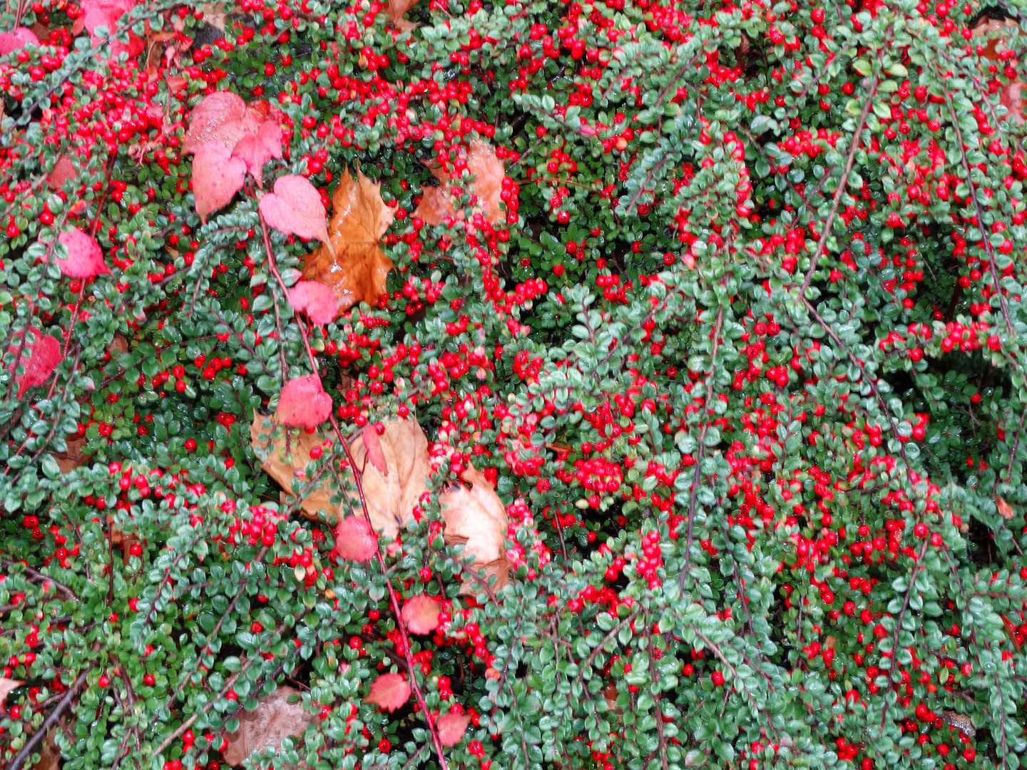 Herbst-Landschaft