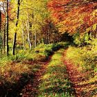 Herbst-Landschaft bei Zirkow auf der Insel Rügen...