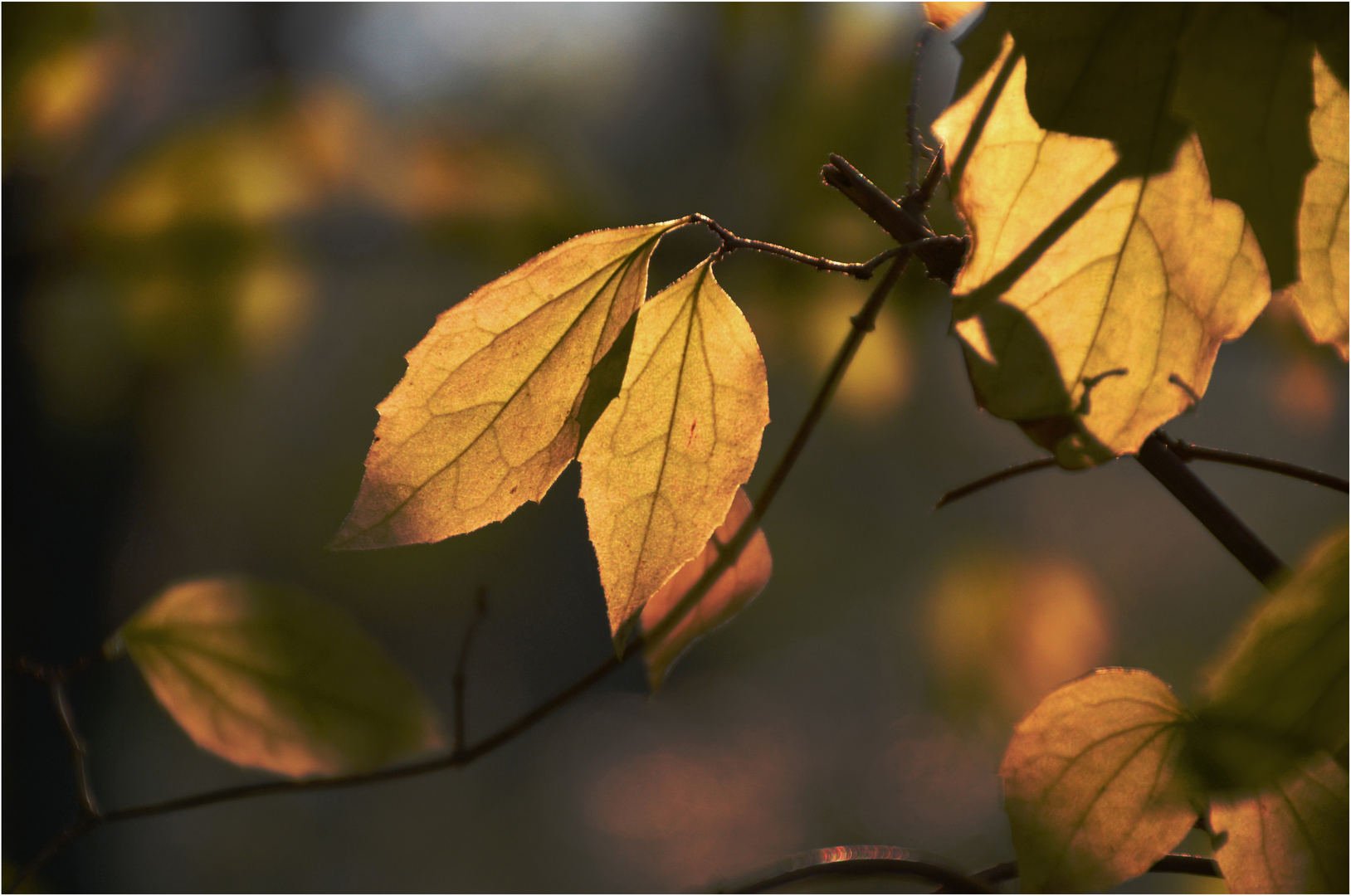 Herbst-Laub