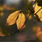 Herbst-Laub