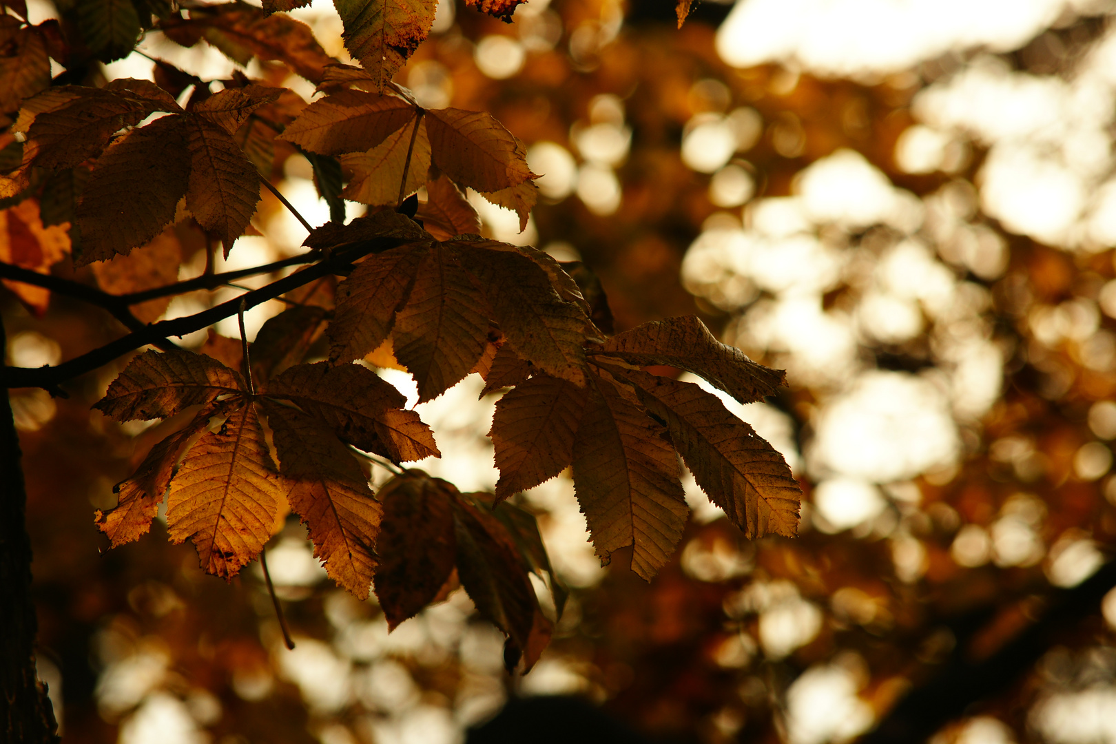 Herbst Laub