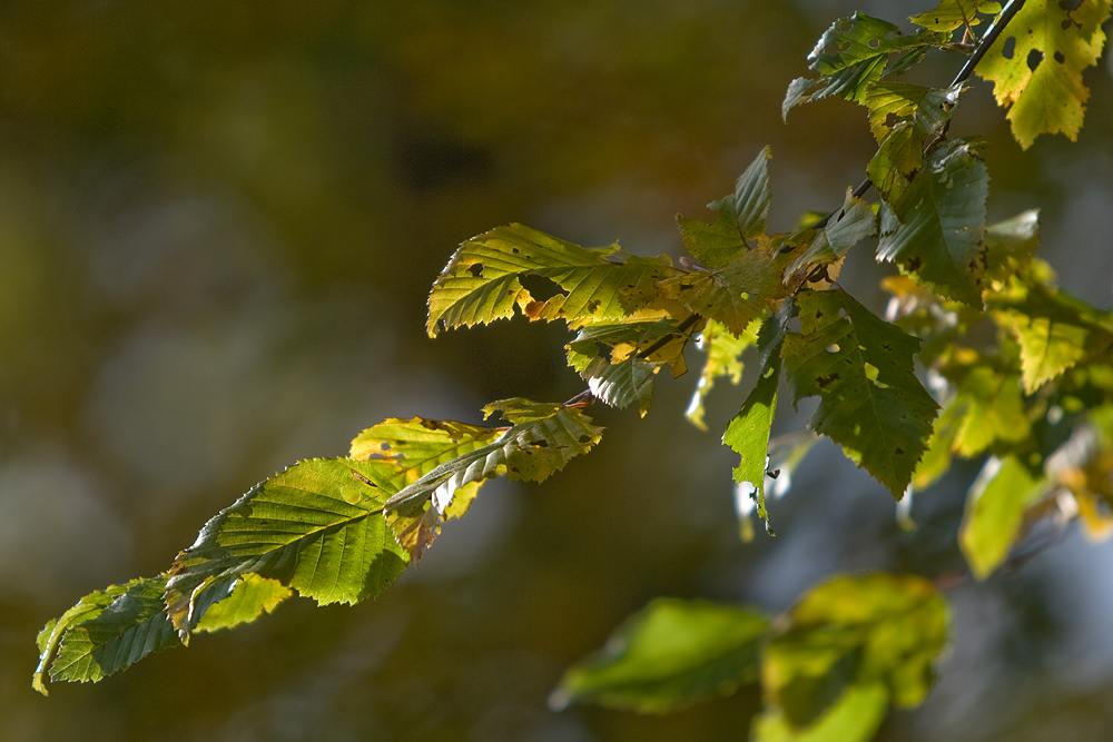 Herbst Laub