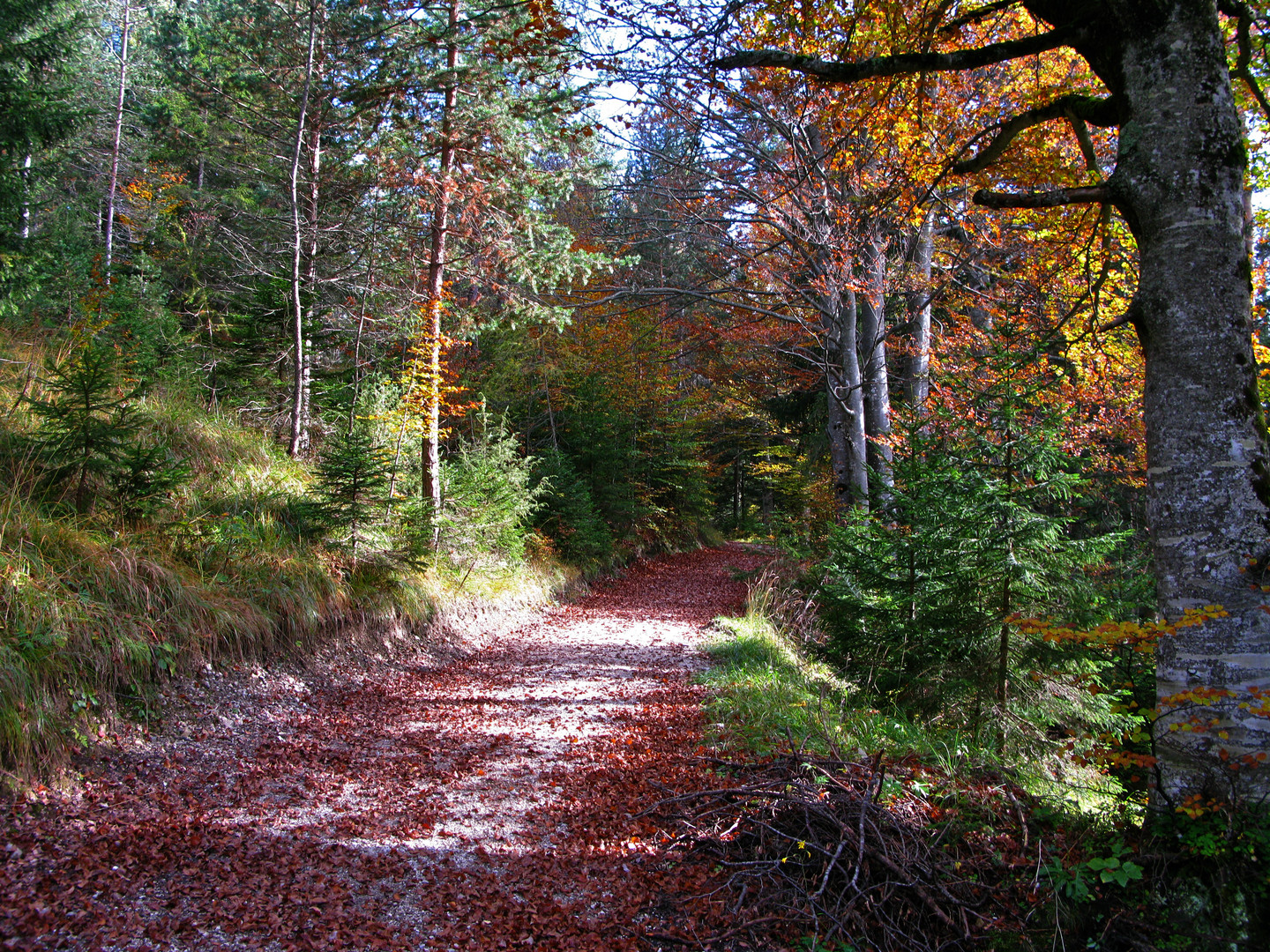 Herbst Laub…