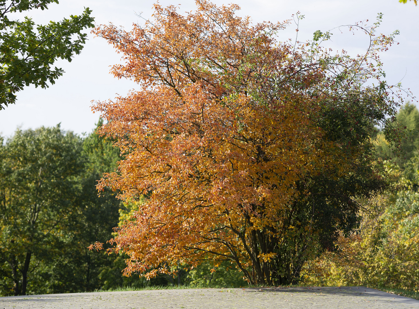 Herbst Laub