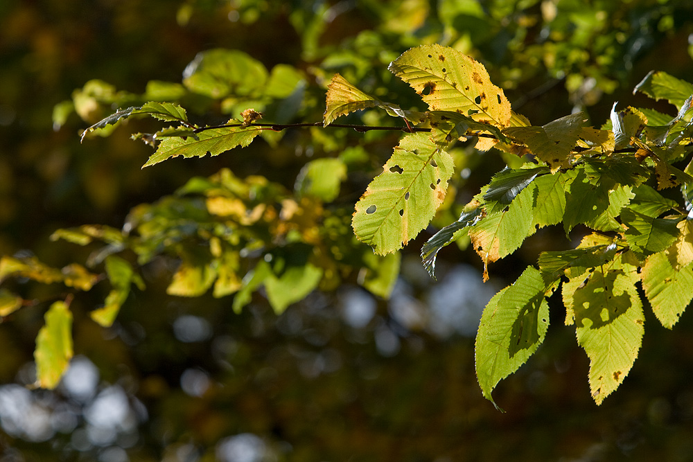 Herbst Laub II