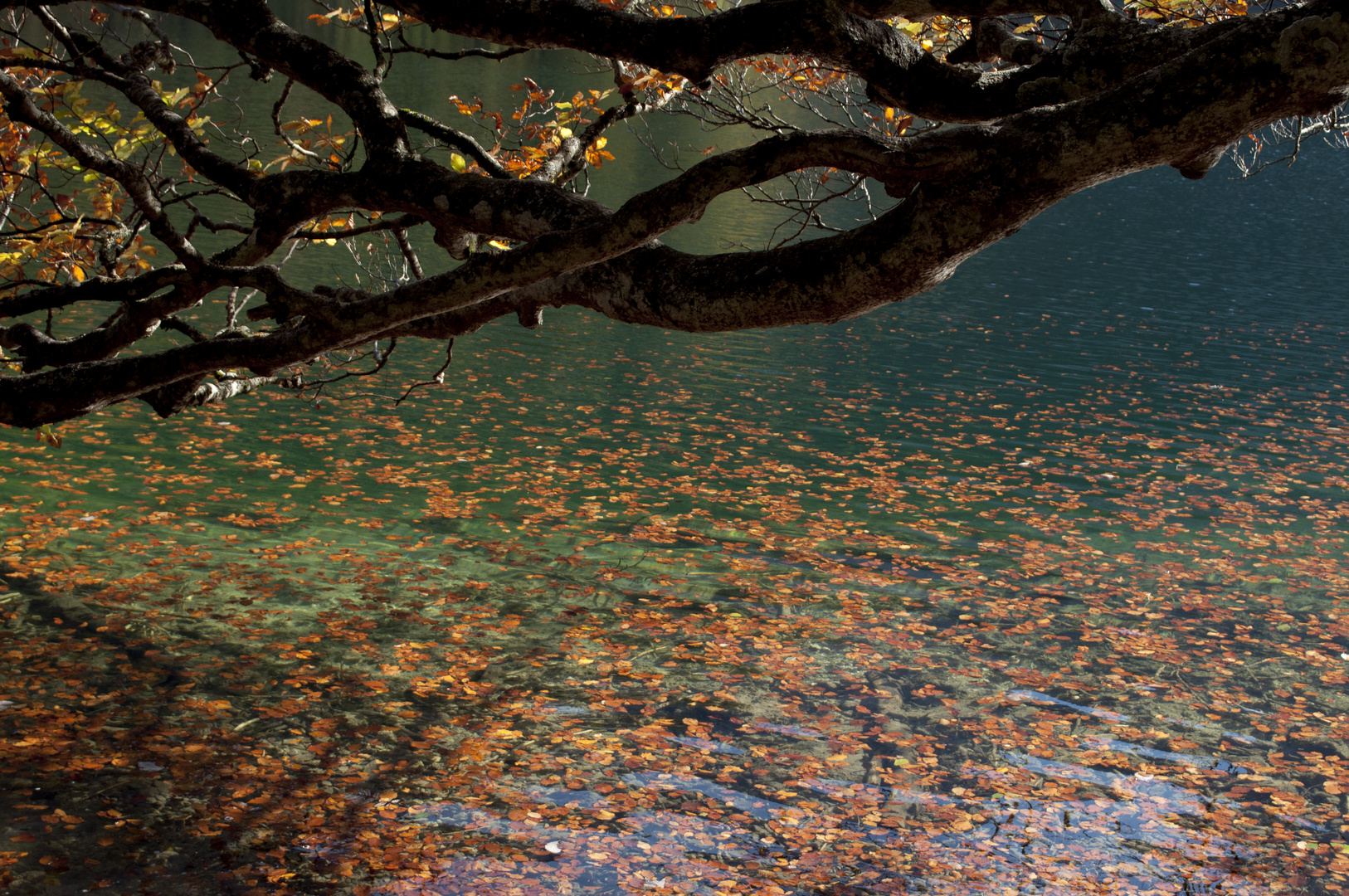 HerbstLaub im Wasser Foto & Bild landschaft, bach, fluss & see, see