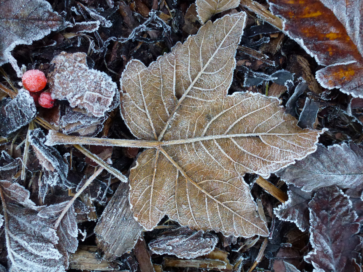 Herbst Laubblatt am Morgen Erster Frost 2016 Zeven