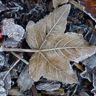 Herbst Laubblatt am Morgen Erster Frost 2016 Zeven