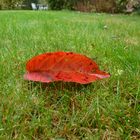 Herbst Laubblatt im Garten in Tarmstedt