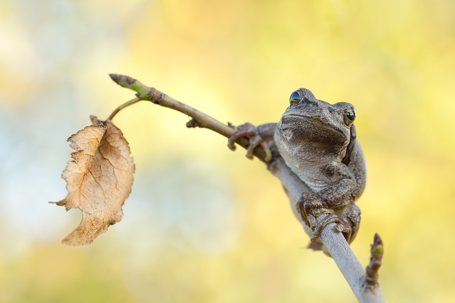 Herbst - Laubfrosch 