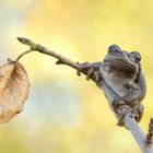 Herbst - Laubfrosch 