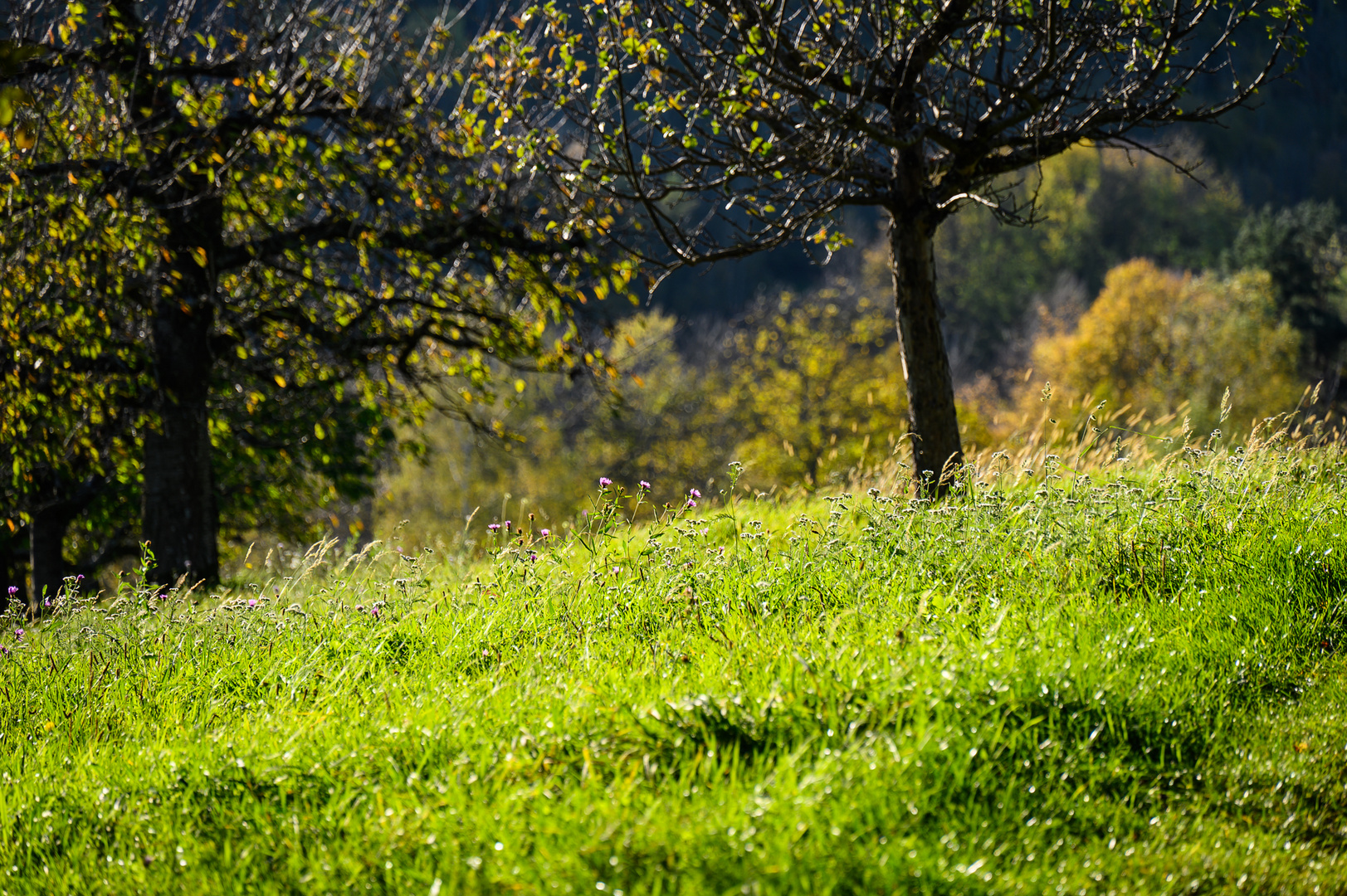 Herbst - L'Automne