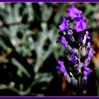 Herbst-Lavendel