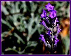 Herbst-Lavendel