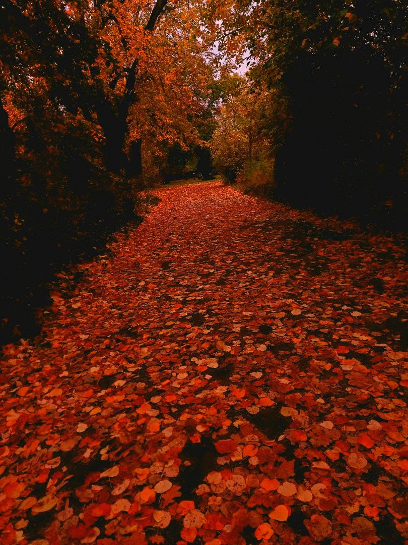 Herbst leipzig Foto & Bild  natur, herbst, jahreszeiten Bilder auf fotocommunity