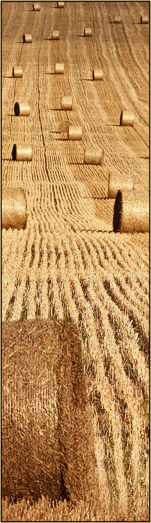 Herbst -  Lesezeichen