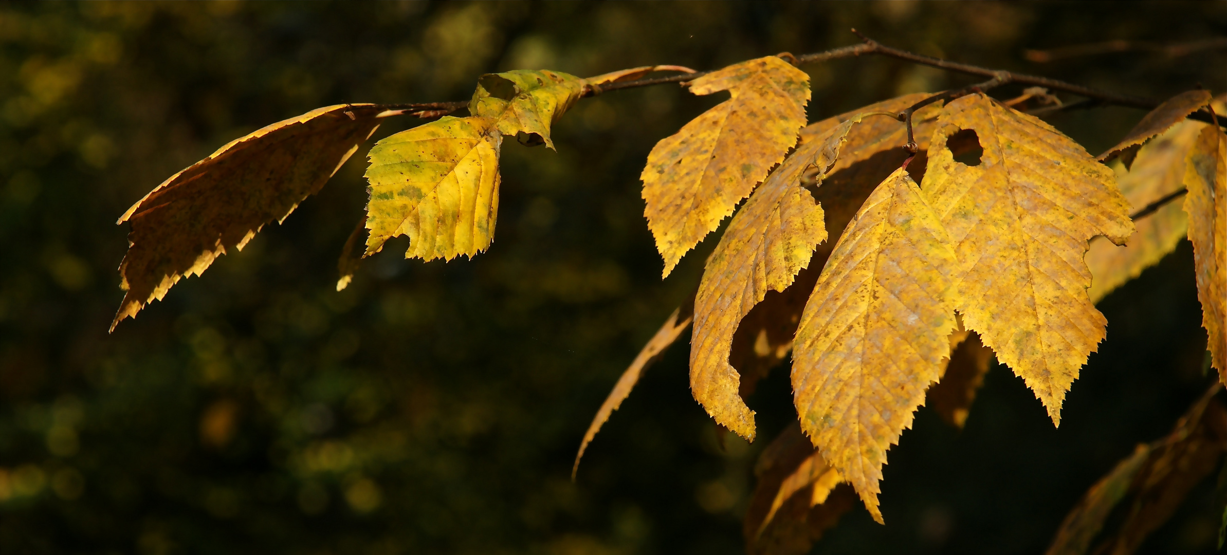 HERBST - letzte Sonnenstrahlen