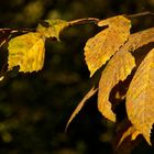 HERBST - letzte Sonnenstrahlen