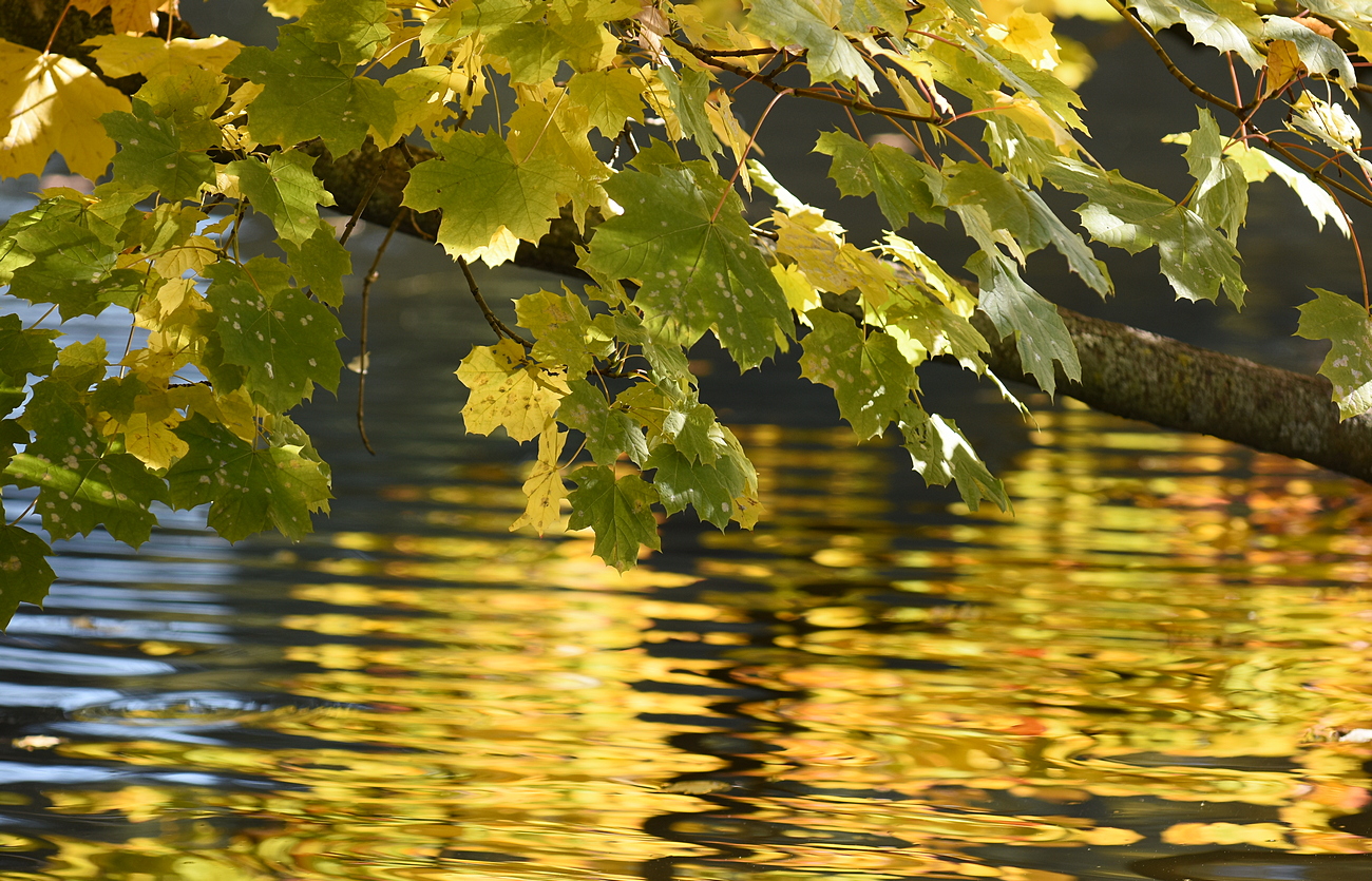 Herbst Leuchten