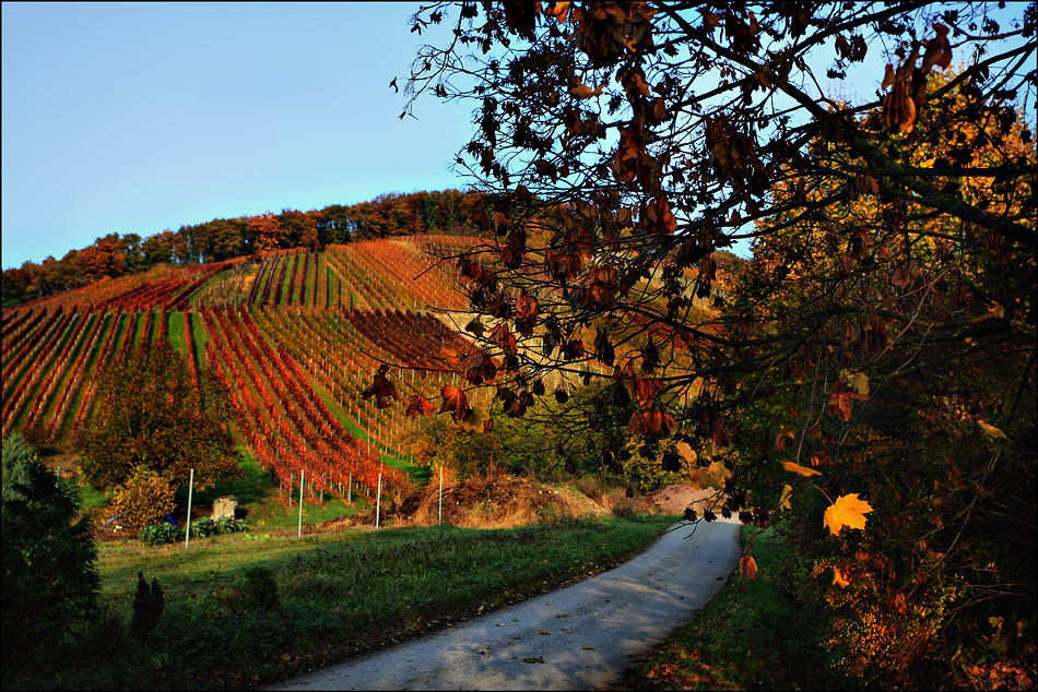 HERBST -  LEUCHTEN