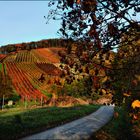 HERBST -  LEUCHTEN