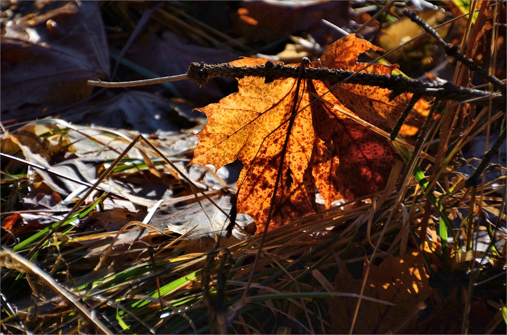 Herbst - Leuchten