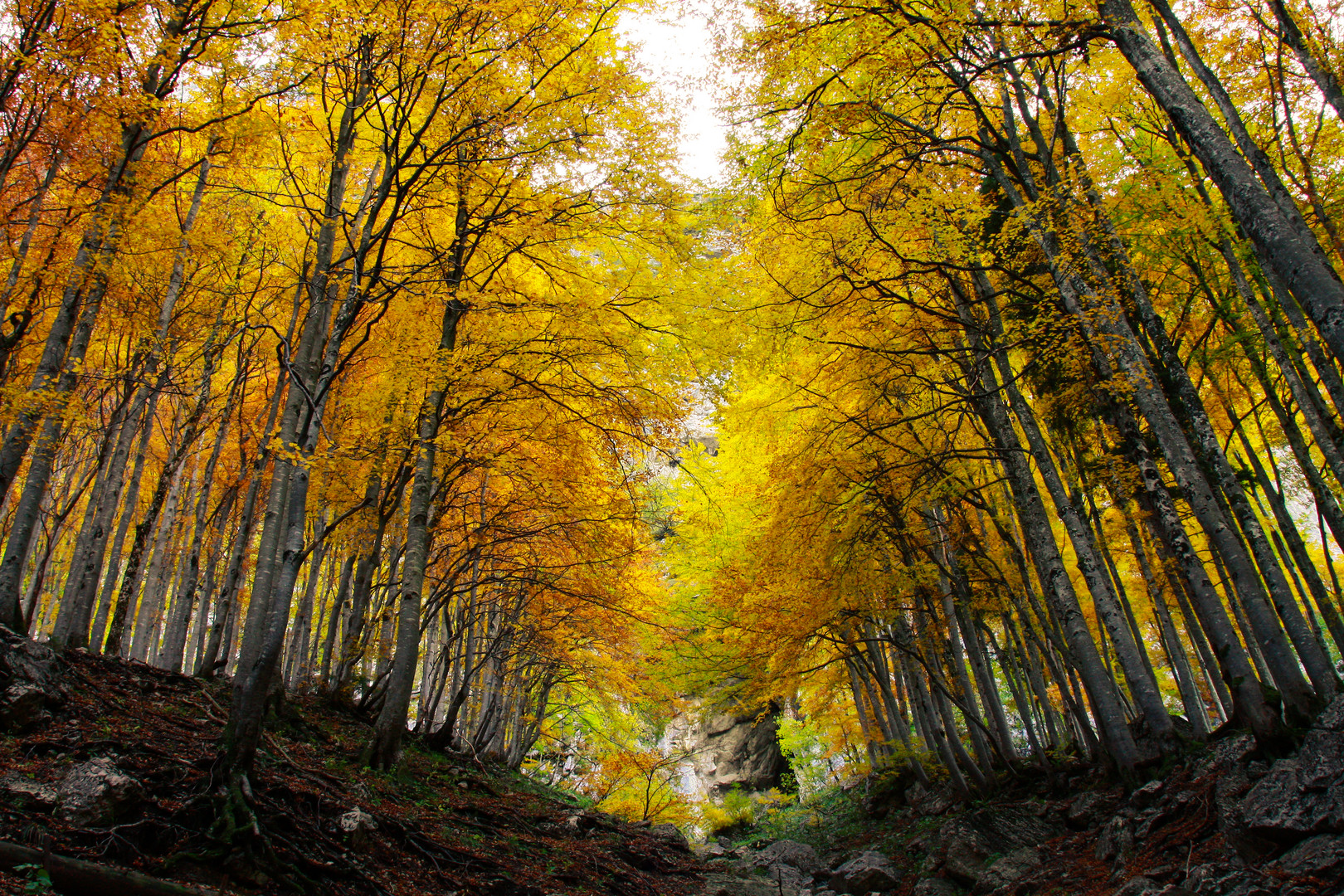 *Herbst-Leuchten*