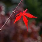 HERBST-leuchten