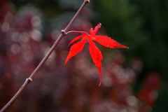 HERBST-leuchten