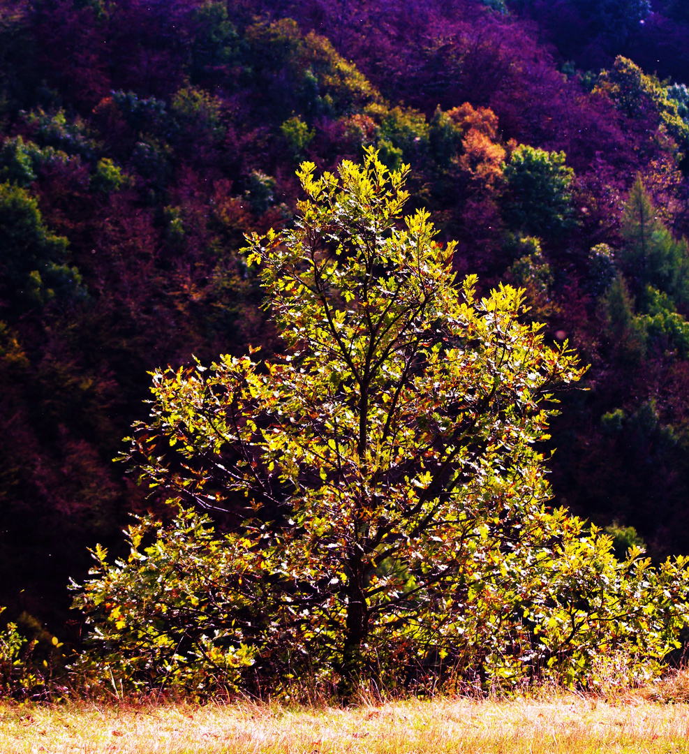 Herbst leuchten auf der schwäbischen Alb