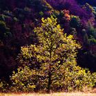 Herbst leuchten auf der schwäbischen Alb