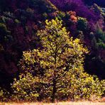 Herbst leuchten auf der schwäbischen Alb