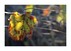 Herbst Leuchten