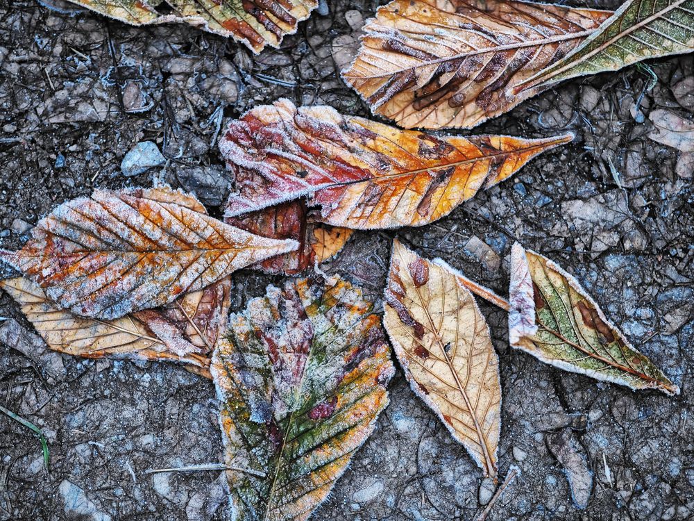 ... herbst-leuchten    