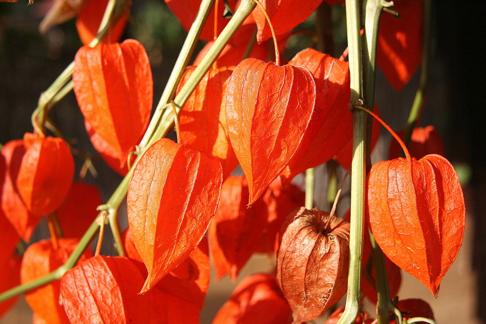 herbst - leuchten